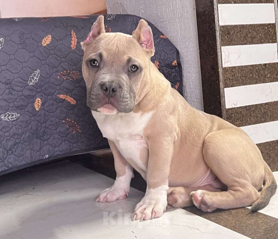 Собаки в Пересвете: Американский булли мальчик покет Мальчик, 55 000 руб. - фото 1