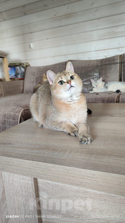 Кошки в Москве: Котик- красавчик Мальчик, Бесплатно - фото 2
