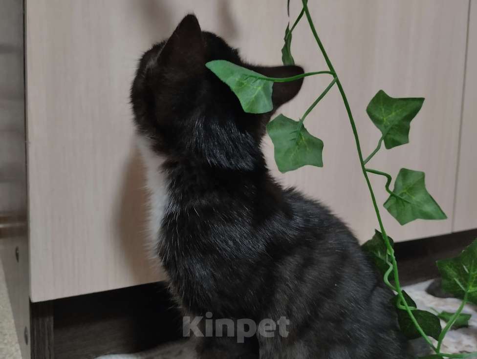 Кошки в других городах Красноярского края: Ктимена Девочка, Бесплатно - фото 4