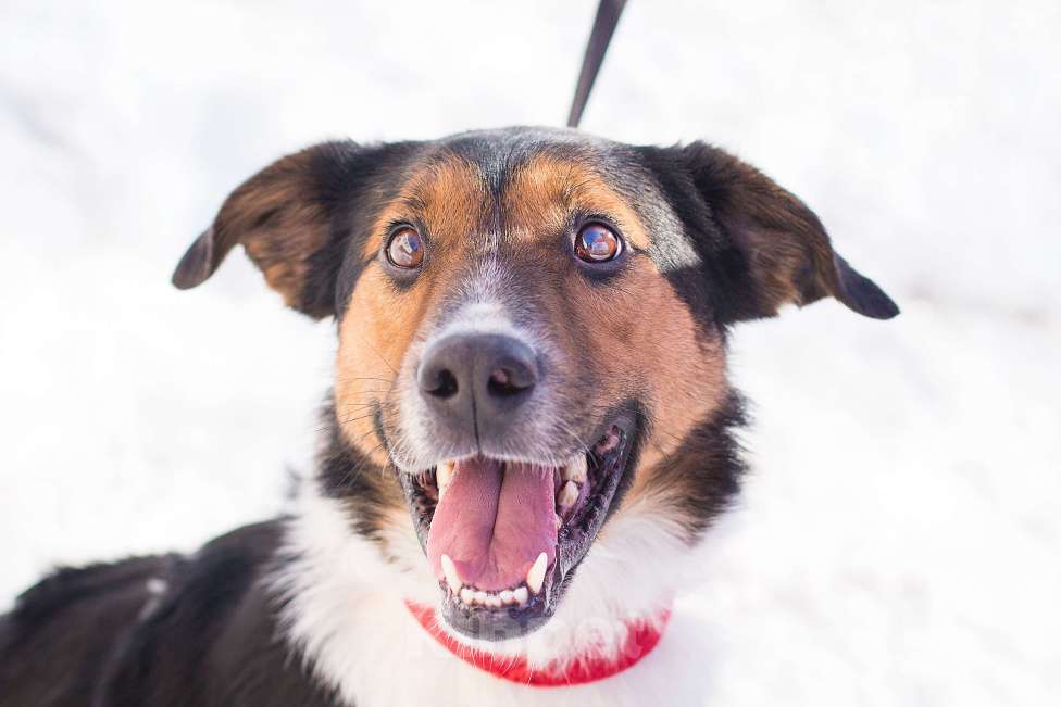 Собаки в Москве: Ньюша ищет дом Мальчик, Бесплатно - фото 1