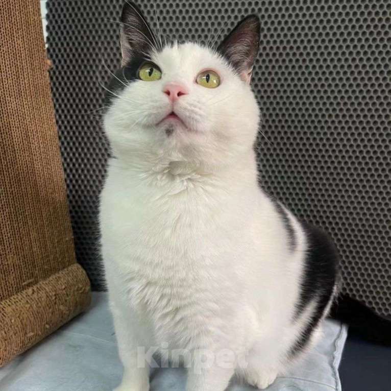 Кошки в Москве: Грустная кошечка Эльза Девочка, Бесплатно - фото 3