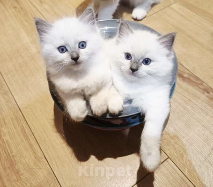 Кошки в Москве: Рэгдолл малышки милашки Девочка, 70 000 руб. - фото 1