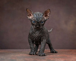 Кошки в Москве: Котенок сфинкс эльф страйт черный солид Мальчик, 80 000 руб. - фото 6
