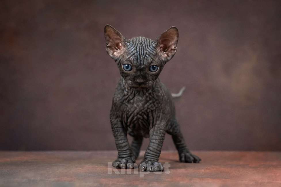 Кошки в Москве: Котенок сфинкс эльф страйт черный солид Мальчик, 80 000 руб. - фото 6