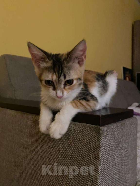 Кошки в Ростове-на-Дону: Котёнок в добрые руки Девочка, Бесплатно - фото 1