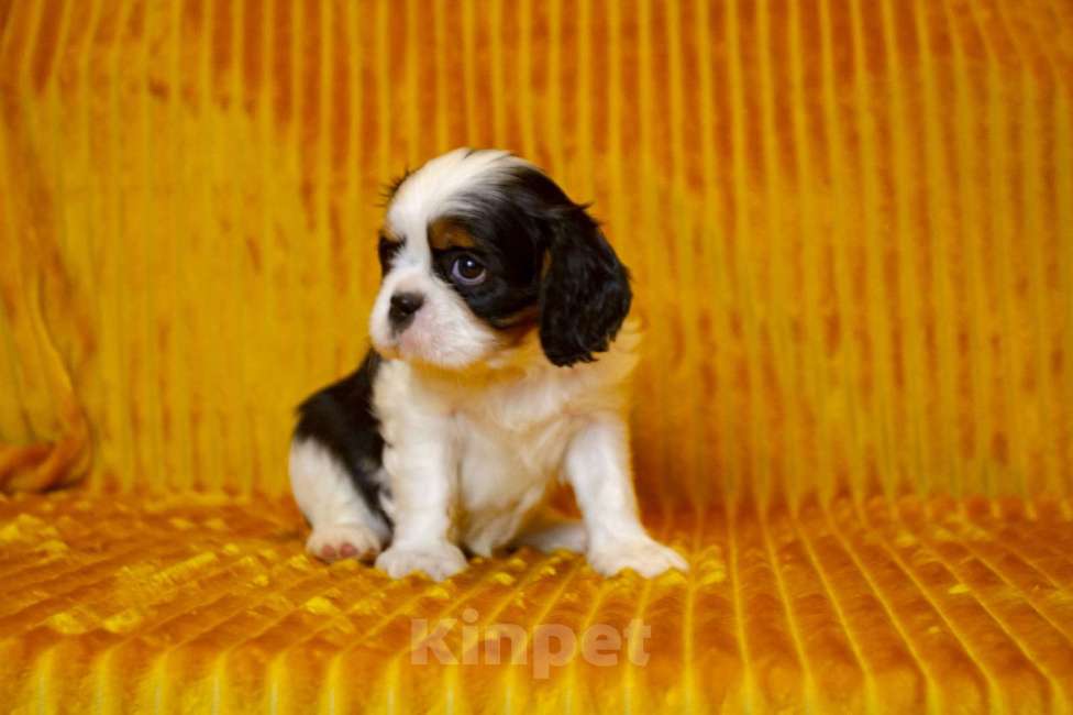 Собаки в Москве: Щенки Кавалер Кинг Чарльз спаниель  Мальчик, 60 000 руб. - фото 5