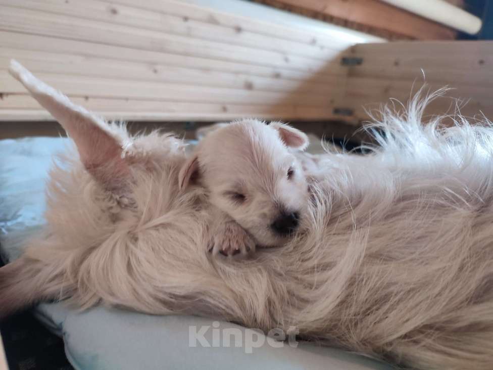 Собаки в Санкт-Петербурге: Щенки цвергшнауцера белого окраса Мальчик, 50 000 руб. - фото 2