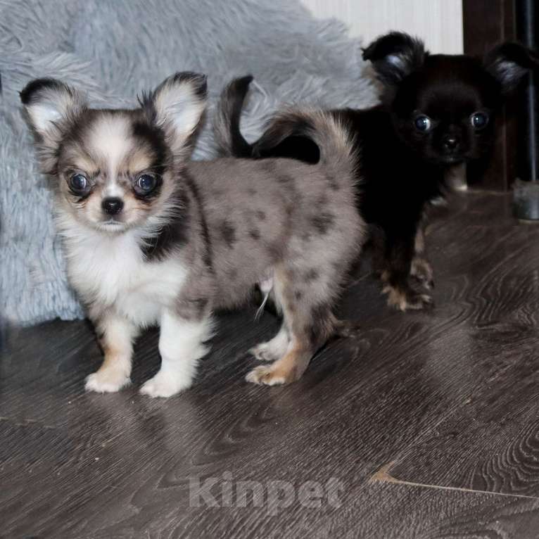 Собаки в Москве: Мраморный Чиxуaxуa. Можно с доставкoй Мальчик, 75 000 руб. - фото 4