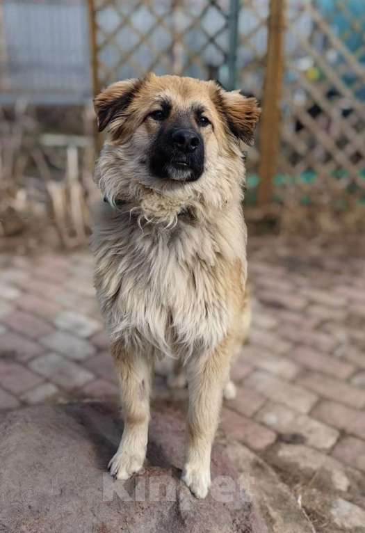 Собаки в Москве: Пушистый пёс Джек ищет дом Мальчик, 1 руб. - фото 2