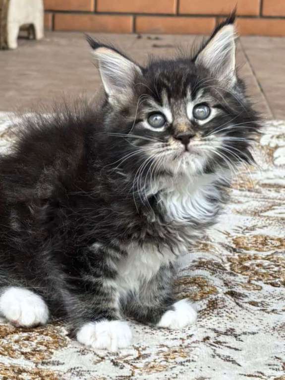 Кошки в Москве: Мейн-кун Мальчик, 55 000 руб. - фото 2