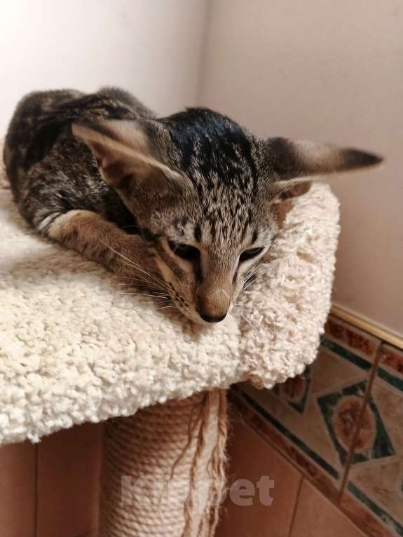 Кошки в Москве: Ориентальный мальчик мраморного окраса Мальчик, Бесплатно - фото 8