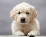 Собаки в Одинцово: Щенок золотистого ретривера Мальчик, 45 000 руб. - фото 3