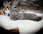Кошки в Москве: Голубой британский кот. Крупный Мальчик, Бесплатно - фото 8