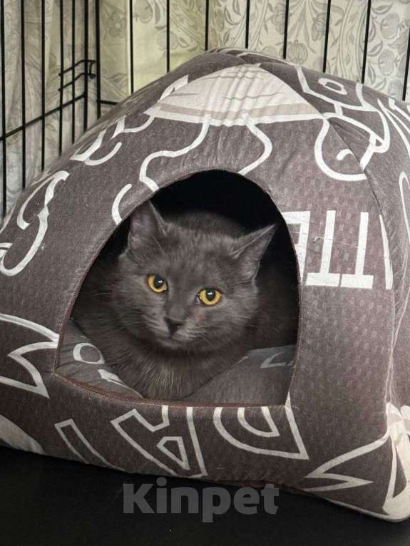 Кошки в Москве: Друзья, ищет дом кошечка Дымка.  Девочка, Бесплатно - фото 3