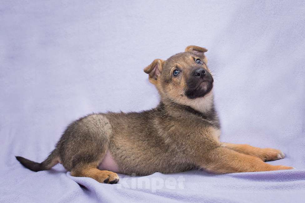 Собаки в Москве: Умный и очень послушный щенок Мальчик, Бесплатно - фото 2