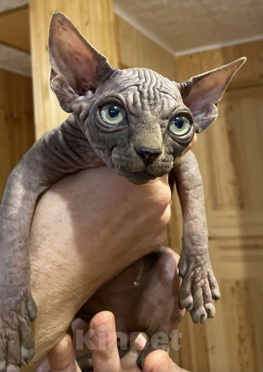 Кошки в Москве: Невероятной харизматичности мальчишка Мальчик, 55 000 руб. - фото 1