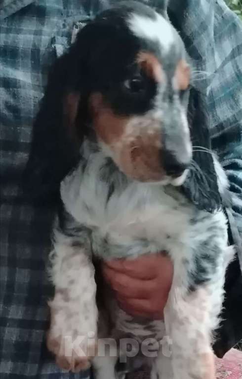 Собаки в других городах Московской области: Щенки русского охотничьего спаниеля Мальчик, 55 000 руб. - фото 2