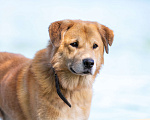 Собаки в Балашихе: Барс прекрасно подготовлен для проживания в квартире и доме.  Мальчик, Бесплатно - фото 1