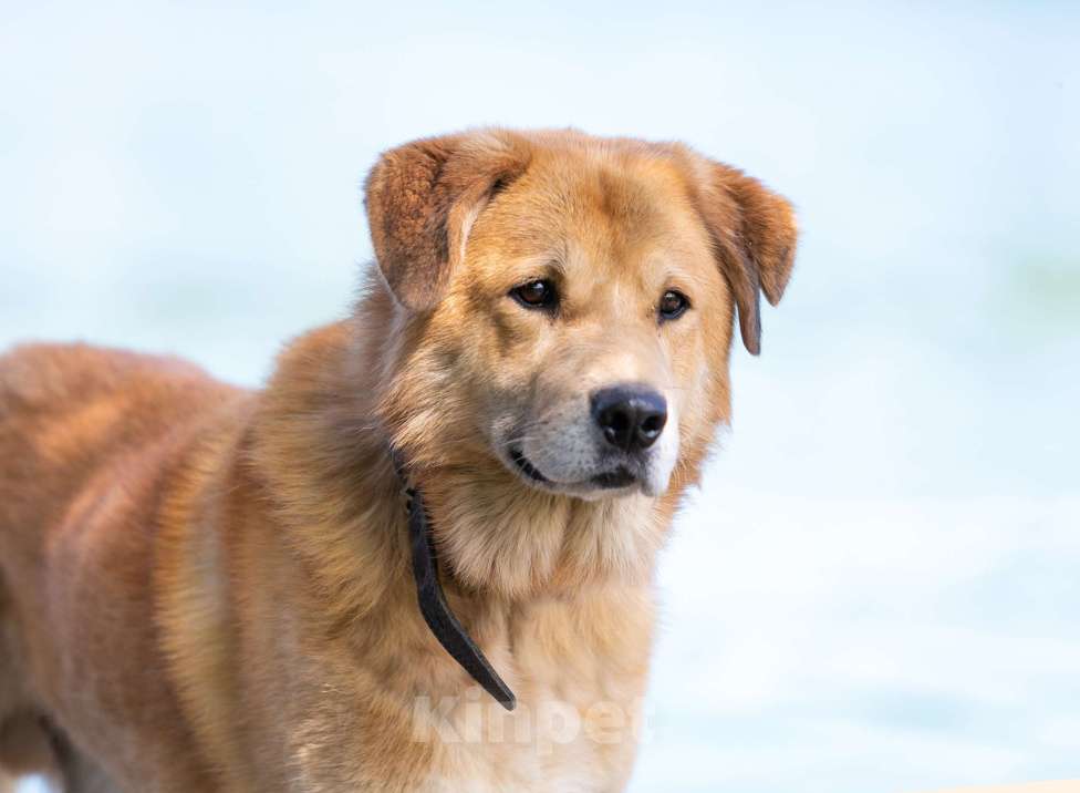 Собаки в Балашихе: Барс прекрасно подготовлен для проживания в квартире и доме.  Мальчик, Бесплатно - фото 1