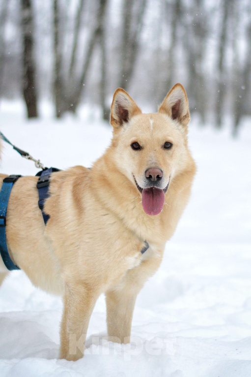 Собаки в Москве: Персик Мальчик, Бесплатно - фото 1