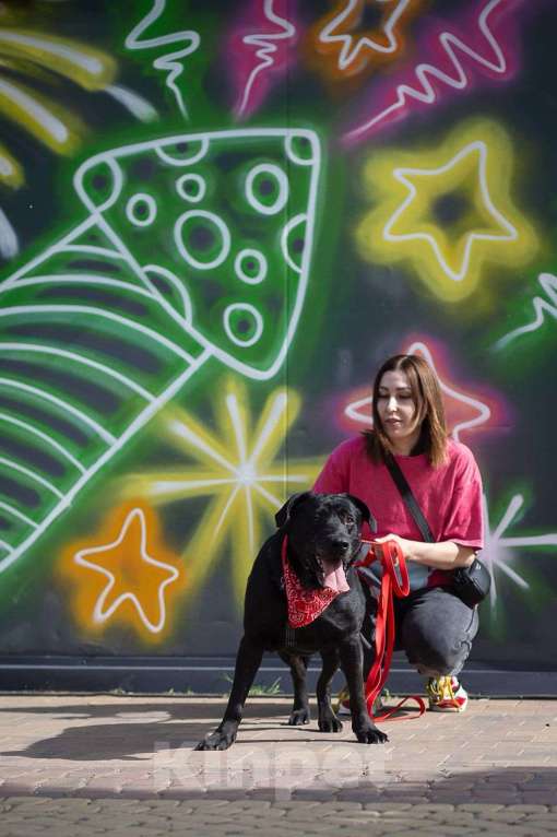 Собаки в Москве: Дружелюбный Неро ищет дом и семью! Мальчик, Бесплатно - фото 4