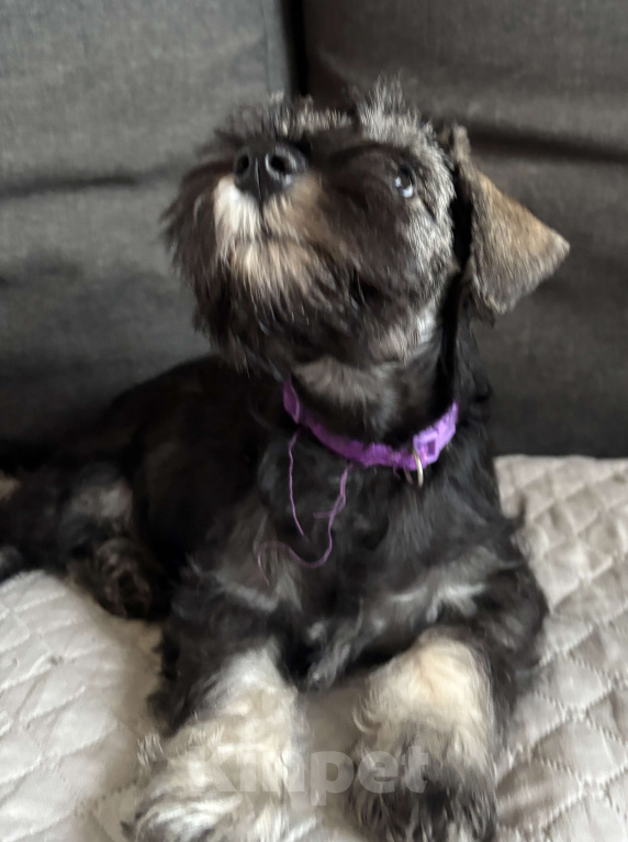 Собаки в Таганроге: Пальма Девочка, 45 000 руб. - фото 4