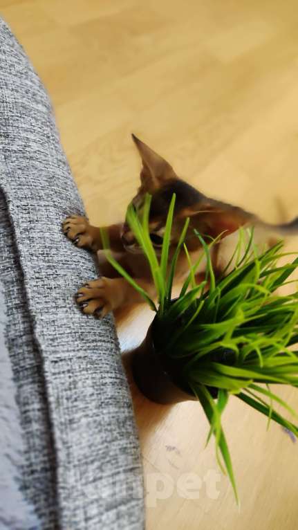 Кошки в Москве: Шикарные абиссинские котята питомника «ELDAMAR» Мальчик, 100 000 руб. - фото 6