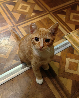КОТЕНОК ИЩЕТ ДОМ