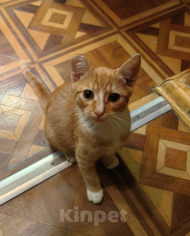 Кошки в Калуге: КОТЕНОК ИЩЕТ ДОМ Мальчик, Бесплатно - фото 1
