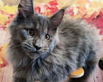 Кошки в Москве: Флинт  Мальчик, 65 000 руб. - фото 1