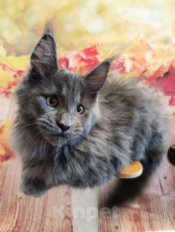 Кошки в Москве: Флинт  Мальчик, 65 000 руб. - фото 1