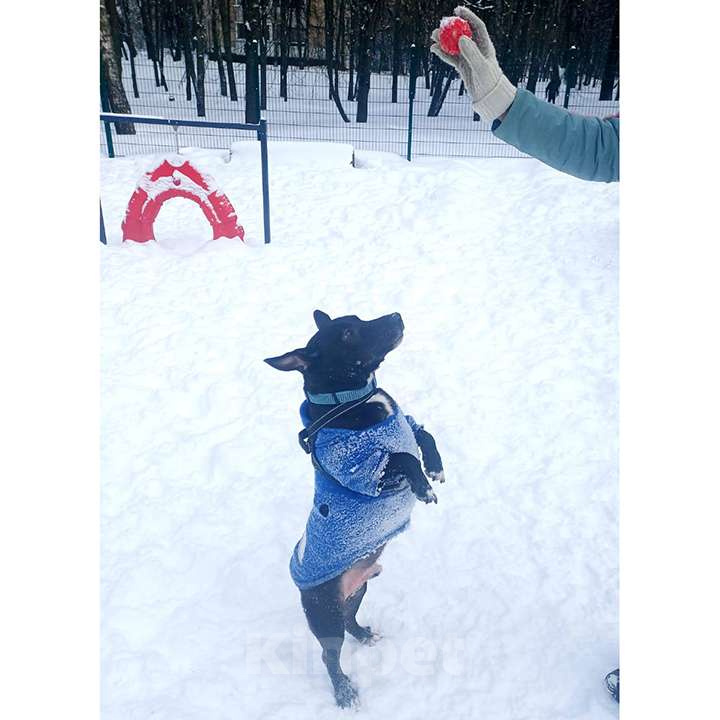 Собаки в Москве: Нежный брутал ГРОМ ищет семью Мальчик, 10 руб. - фото 2