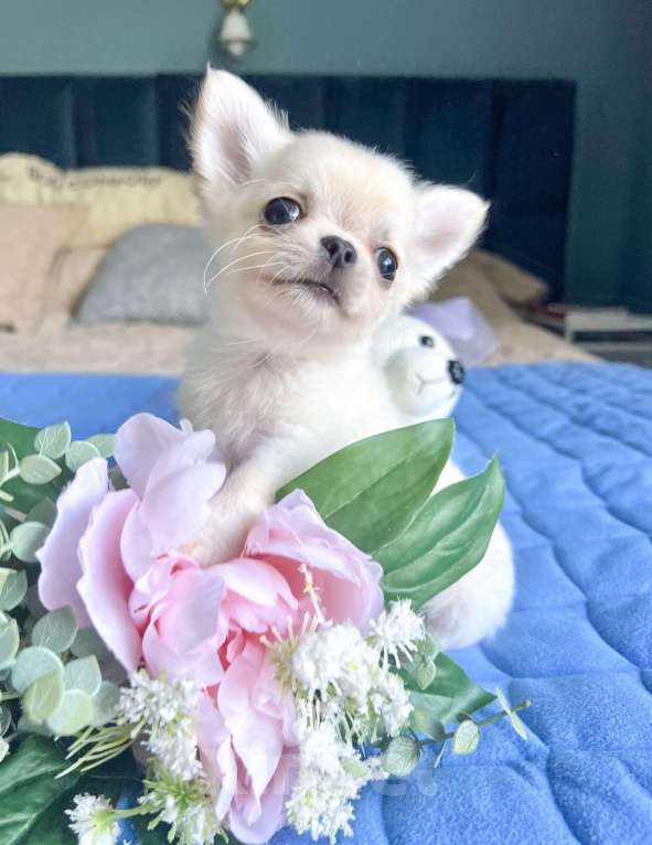 Собаки в Коломне: Чипсик кукольный мальчик чихуахуа  Мальчик, 50 000 руб. - фото 3