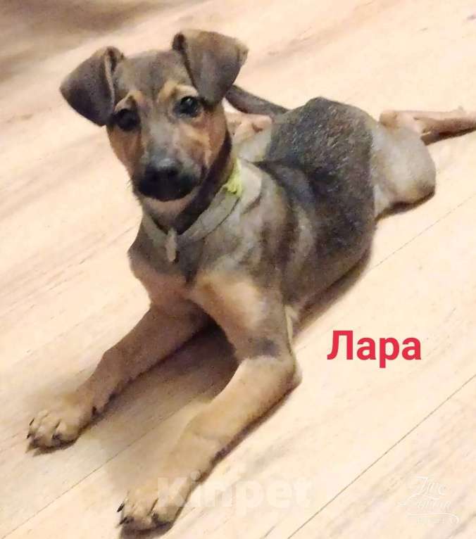 Собаки в Котельнике: Щенки овчарята оригинальных окрасов в добрые руки Девочка, Бесплатно - фото 4