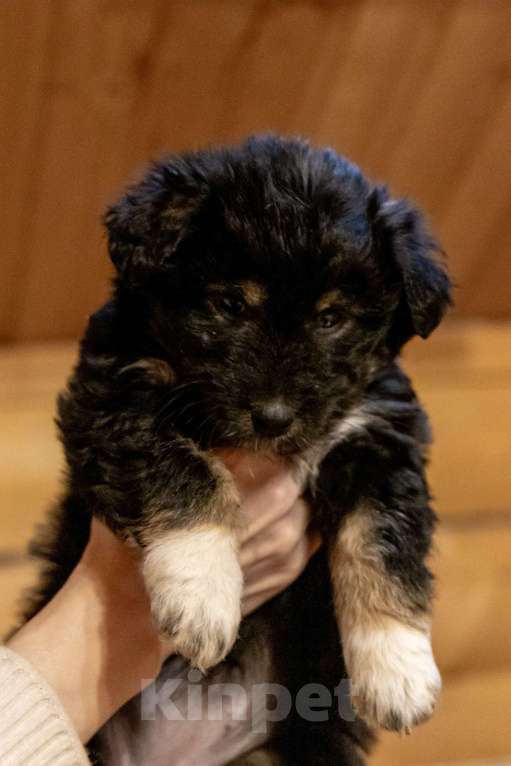 Собаки в Москве: Отдам щенка в добрые руки Девочка, Бесплатно - фото 3