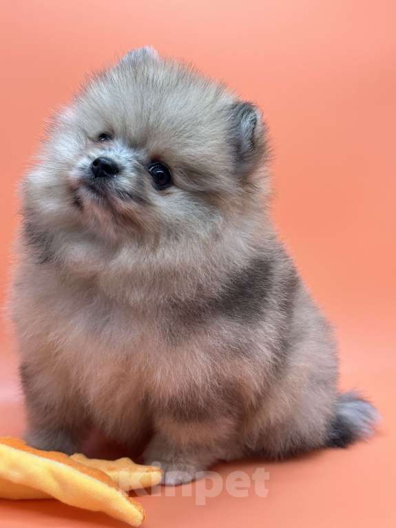 Собаки в Санкт-Петербурге: Шпиц девочка Девочка, 30 000 руб. - фото 4