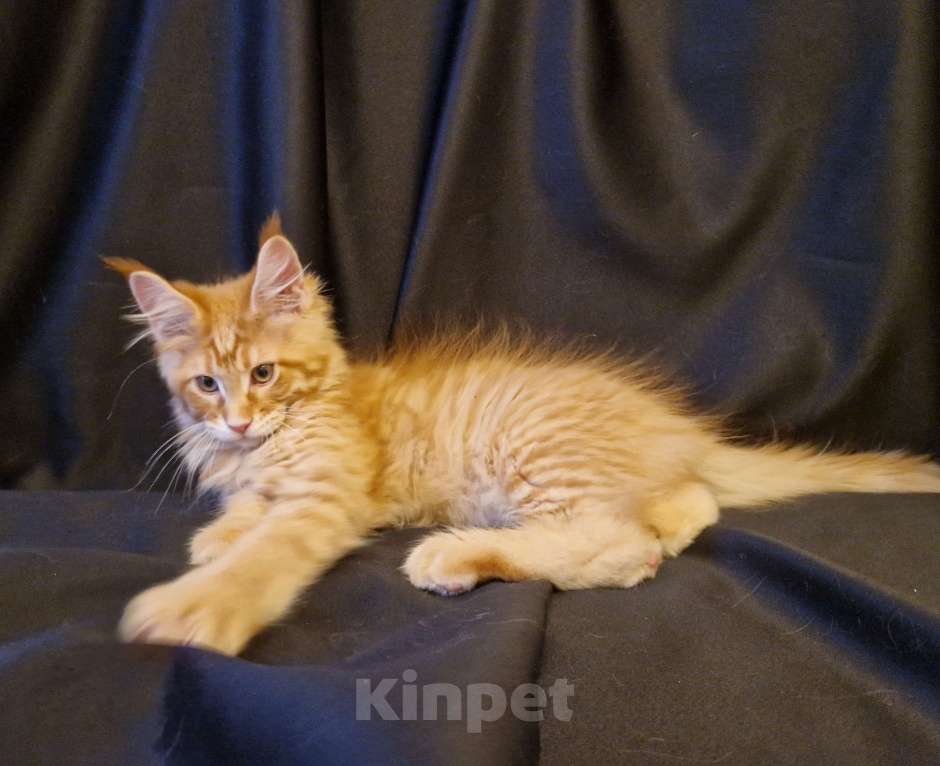 Кошки в Москве: Пресненские котята породы мейн-кун. Антуан  Мальчик, 50 000 руб. - фото 2