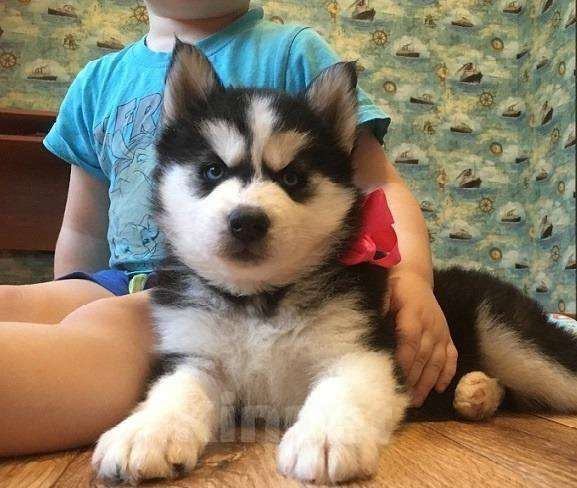 Собаки в Энгельс: Хаски Щенки Разных окрасов Разнополые, Бесплатно - фото 1