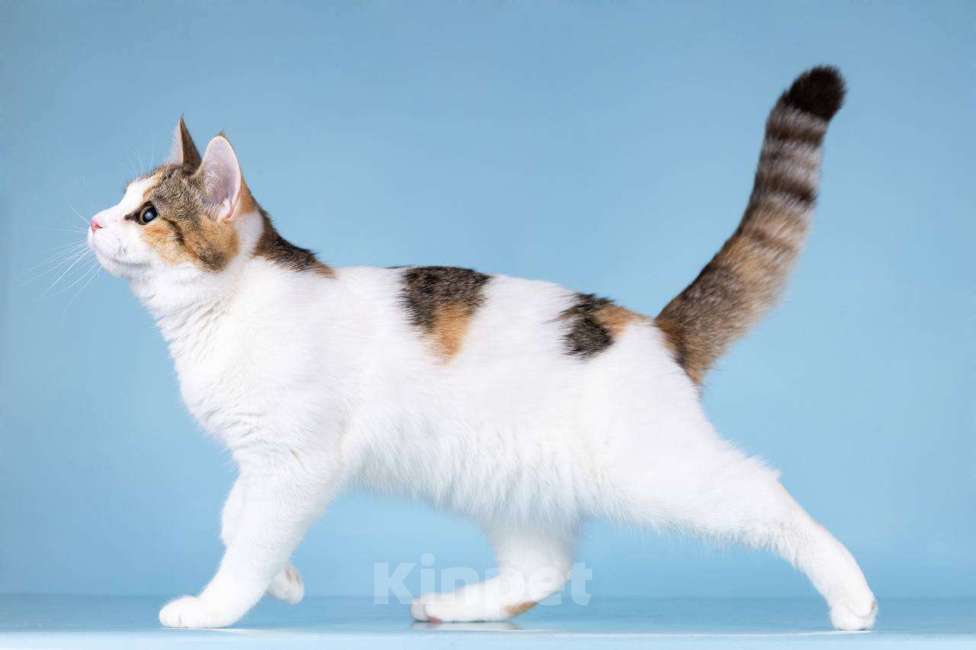 Кошки в Москве: Для котёнка-подростка Ники ищем самые добрые руки.  Девочка, Бесплатно - фото 5