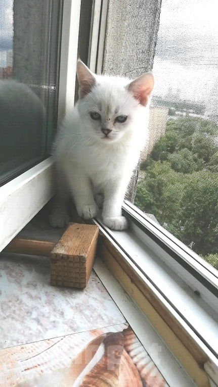 Кошки в Москве: Шотландские котята Девочка, 5 000 руб. - фото 2