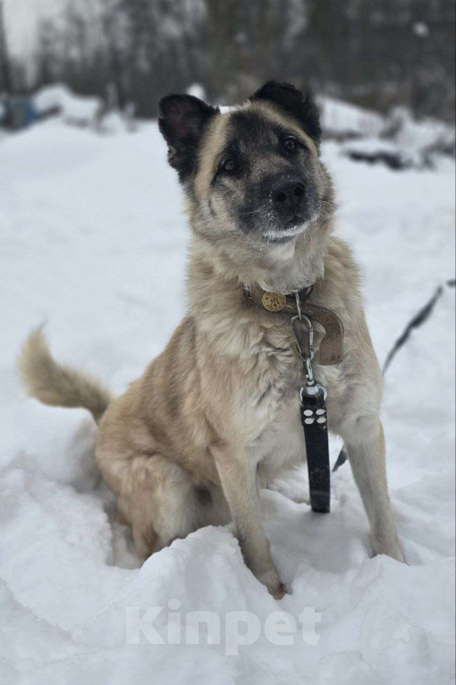 Собаки в Королеве: Боб живет в приюте и мечтает найти своего человека! Мальчик, Бесплатно - фото 5