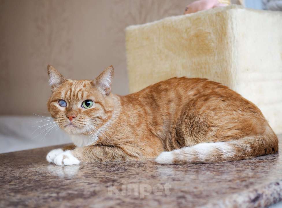 Кошки в Москве: Кошка Рыжуля в добрые руки  Девочка, Бесплатно - фото 5