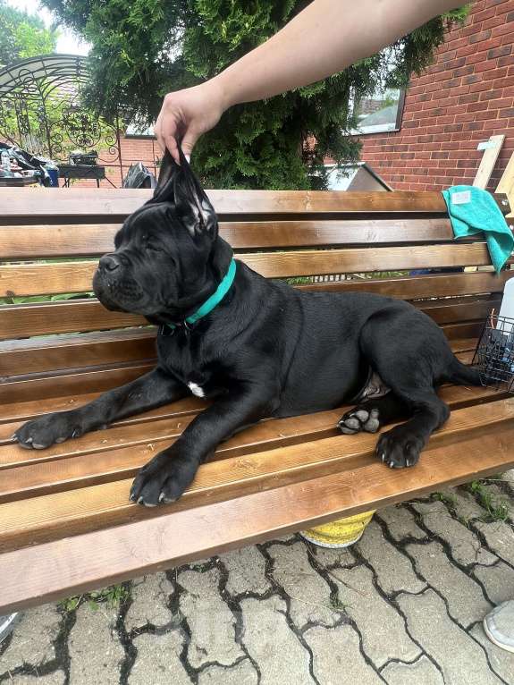 Собаки в Дмитрове: Щенок Кане Корсо Мальчик, 50 000 руб. - фото 8