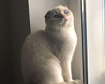 Кошки в Колпашево: Золотой кот на вязку, 1 руб. - фото 4