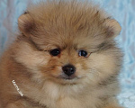 Собаки в Жуковском: Шпиц щенок  Мальчик, 35 000 руб. - фото 1