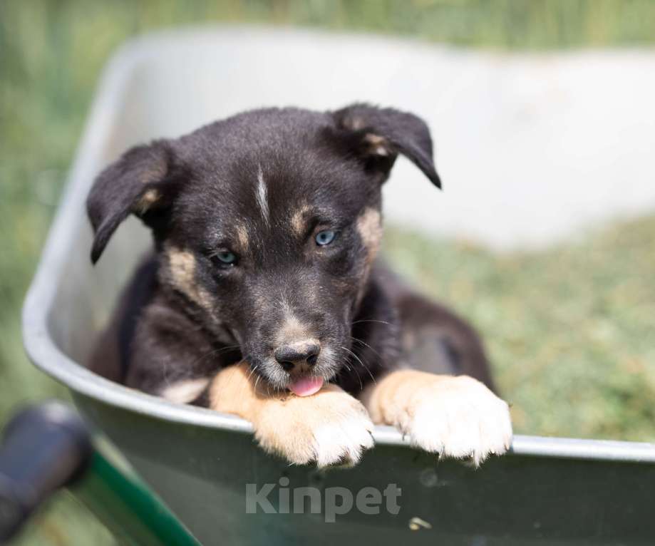 Собаки в Москве: Малу. Щенок метис хаски Девочка, Бесплатно - фото 7