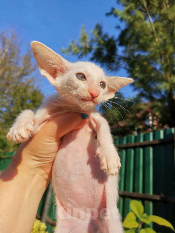 Кошки в Москве: Ориентальный мальчик, ванн Мальчик, 50 000 руб. - фото 3