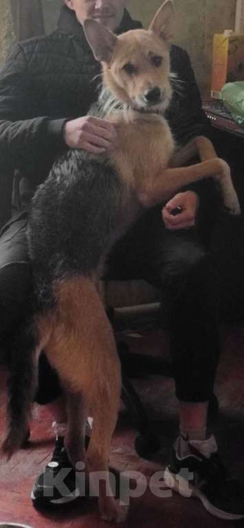 Собаки в Санкт-Петербурге: Песик ищет новый дом Мальчик, Бесплатно - фото 4