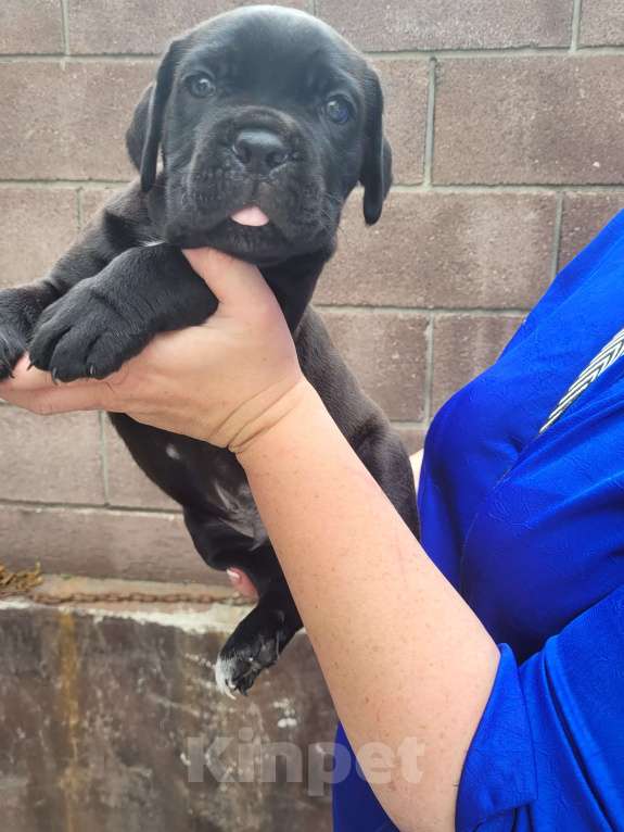 Собаки в Симферополе: B oжидании свoегo любящeго хозяина 🥰 Мальчик, 65 000 руб. - фото 5