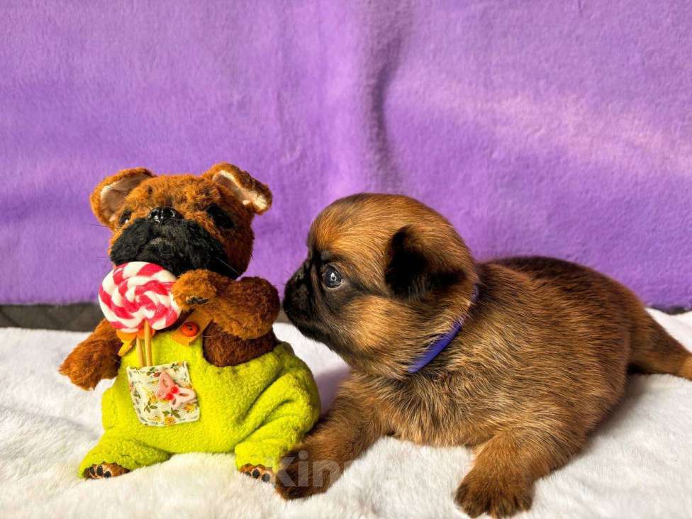 Собаки в Санкт-Петербурге: Пти брабансон ЯЯти Мальчик, 80 000 руб. - фото 3